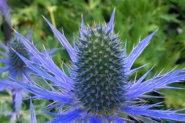 Eryngium Big Blue WEB
