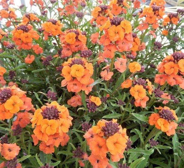 Erysimum Apricot Twist WEB Erysimum 'Apricot Twist'
