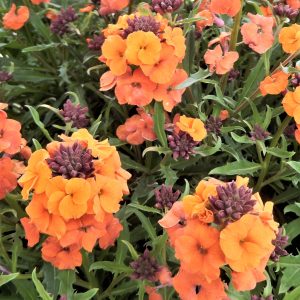 Buy Erysimum Plants Online 