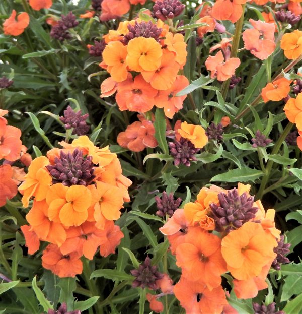 Erysimum Apricot Twist2 WEB Erysimum 'Apricot Twist'
