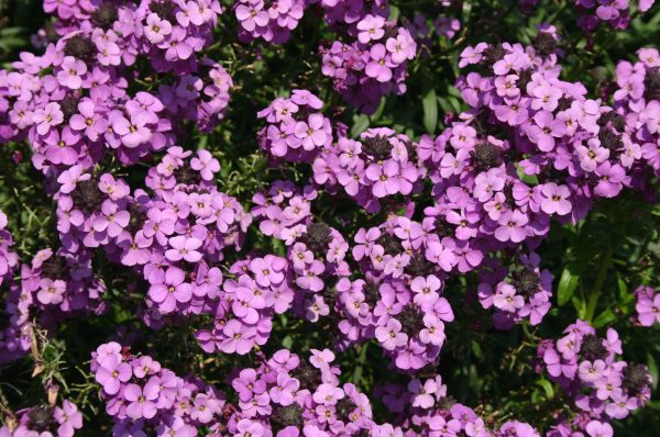 Erysimum Bowles Mauve KERNOCK WEB Erysimum 'Bowles Mauve'