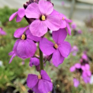 Erysimum 'Bowles Mauve'