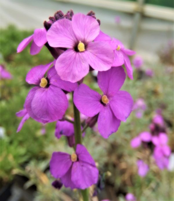 Erysimum 'Bowles Mauve' | Well Established Erysimum | Proctors Nursery