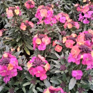 Erysimum 'Constant Cheer'
