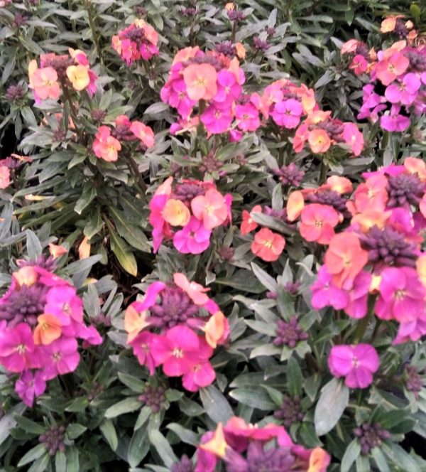 Erysimum Constant Cheer WEB Erysimum 'Constant Cheer'