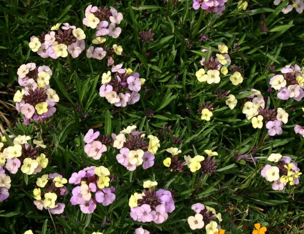 Erysimum Plant World Lemon2 KERNOCK WEB Erysimum 'Plant World Lemon'