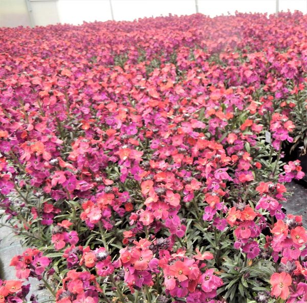 Erysimum Red Jep WEB
