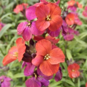 Erysimum 'Red Jep'