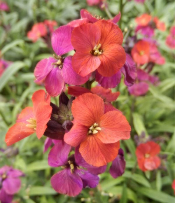 Erysimum Red Jep2 WEB Erysimum 'Red Jep'