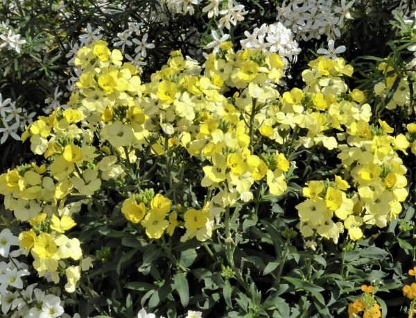 Erysimum 'Winter Light'
