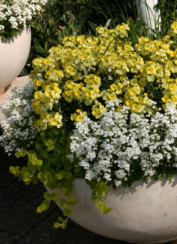 Erysimum 'Winter Light'