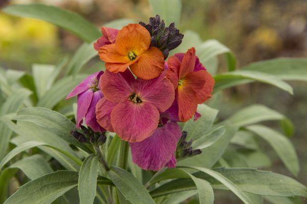 Erysimum 'Winter Orchid'