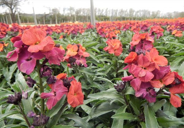 Erysimum 'Winter Orchid'