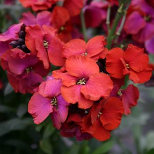 Erysimum 'Winter Passion'