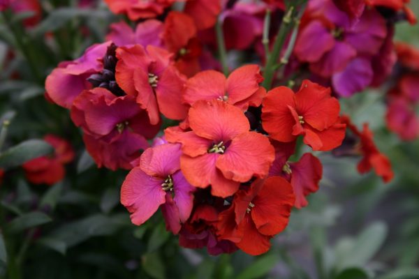 Erysimum Winter Passion KERNOCK WEB Erysimum 'Winter Passion'