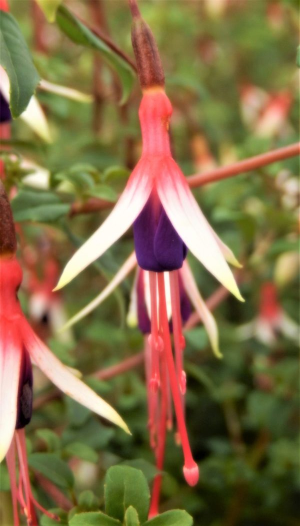 Fuchsia magellanica 'Arauco'