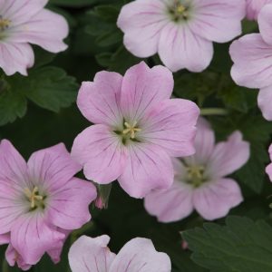 Geranium 'Dreamland'