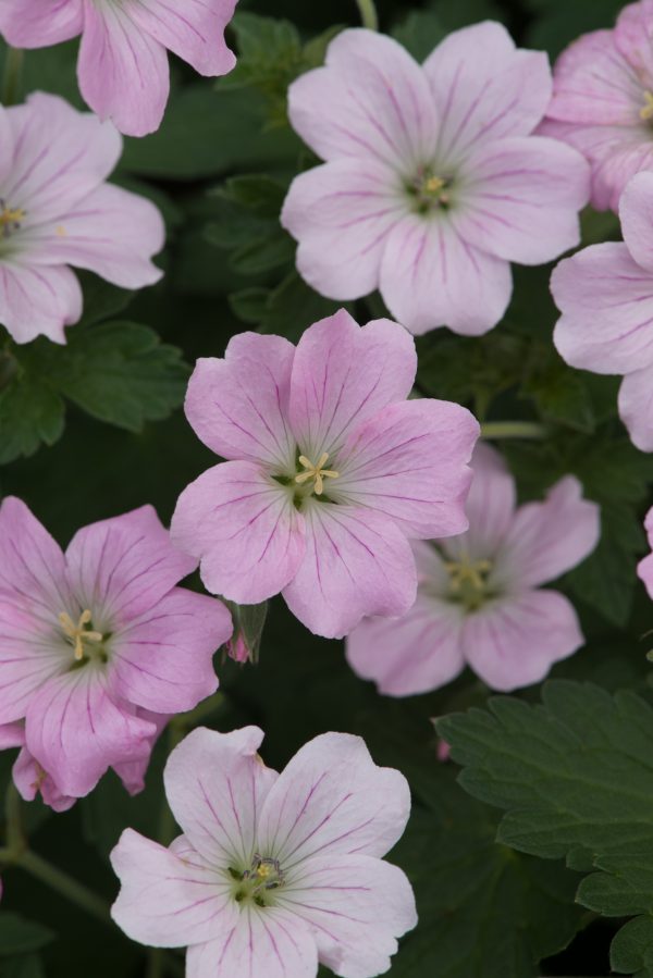 Geranium Dreamland Geranium 'Dreamland'