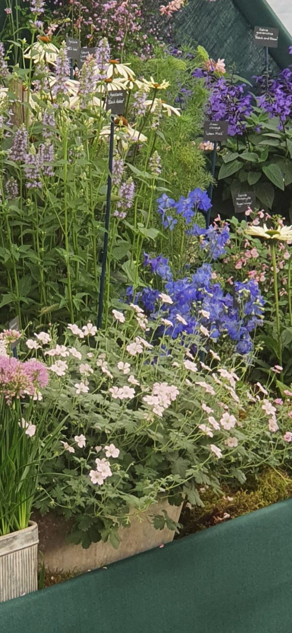 Geranium 'Dreamland' Geranium 'Dreamland'