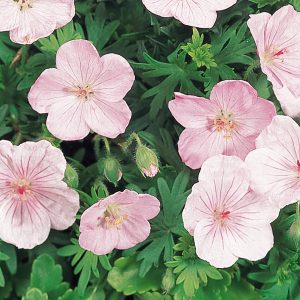 Geranium Vision Pink