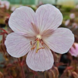 Geranium pratense 'Marshmallow'