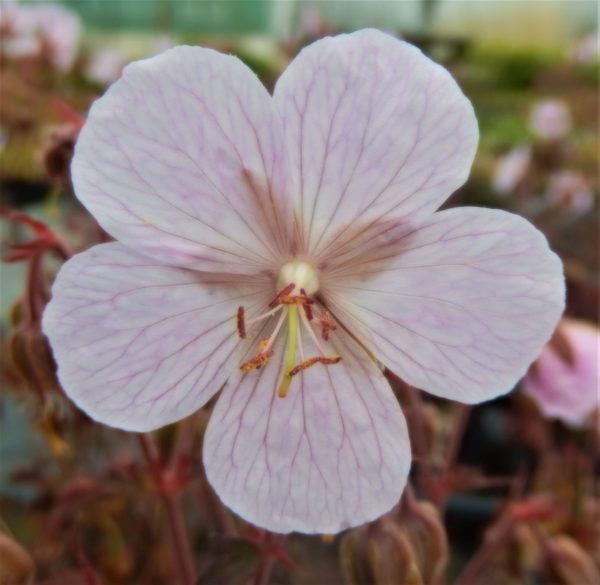 Geranium pratense Marshmallow WEB Geranium pratense 'Marshmallow'