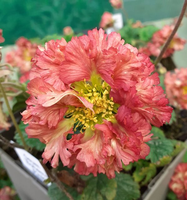 Geum 'Bohema Pink'