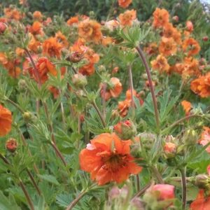 Geum 'Fireball'