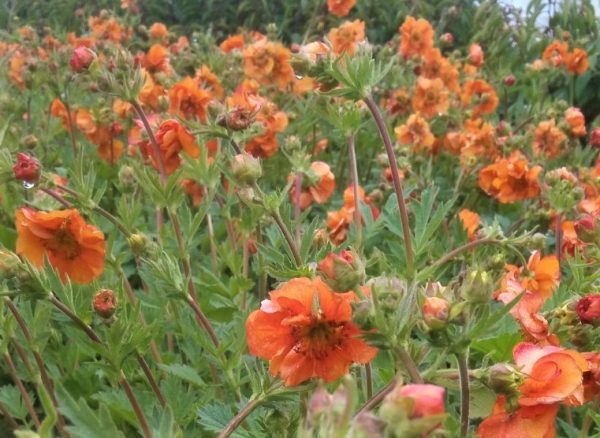 Geum Fireball WEB Geum 'Fireball'