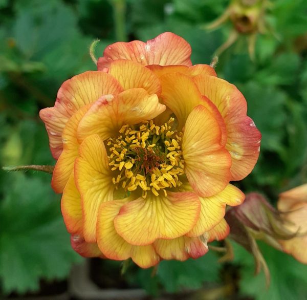 Geum Nonna Geum 'Nonna'