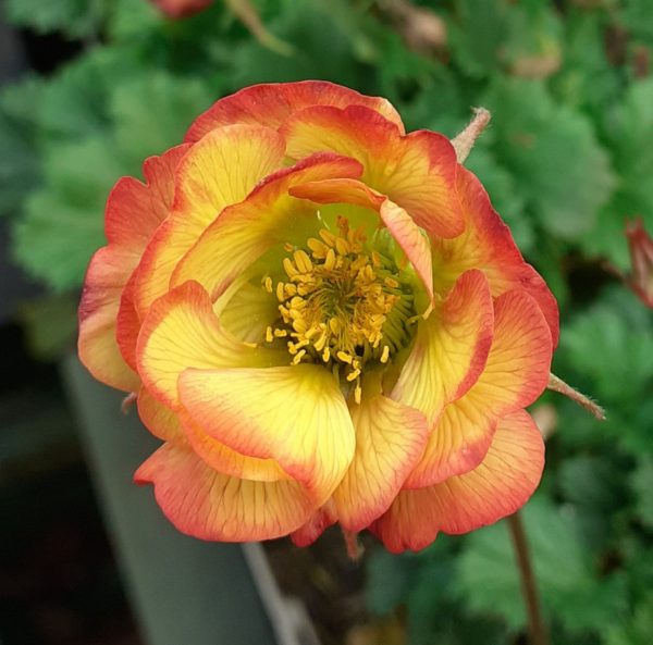 Geum Nonna2 Geum 'Nonna'