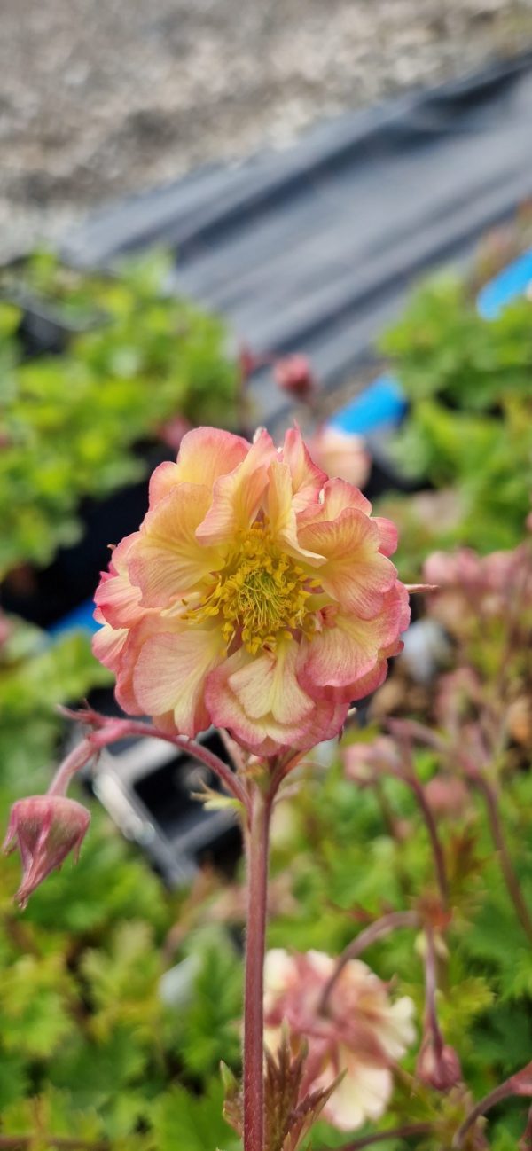 Geum 'Petticoats Peach'3 Geum 'Petticoats Peach'