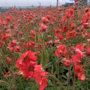 Geum 'Scarlet Tempest'