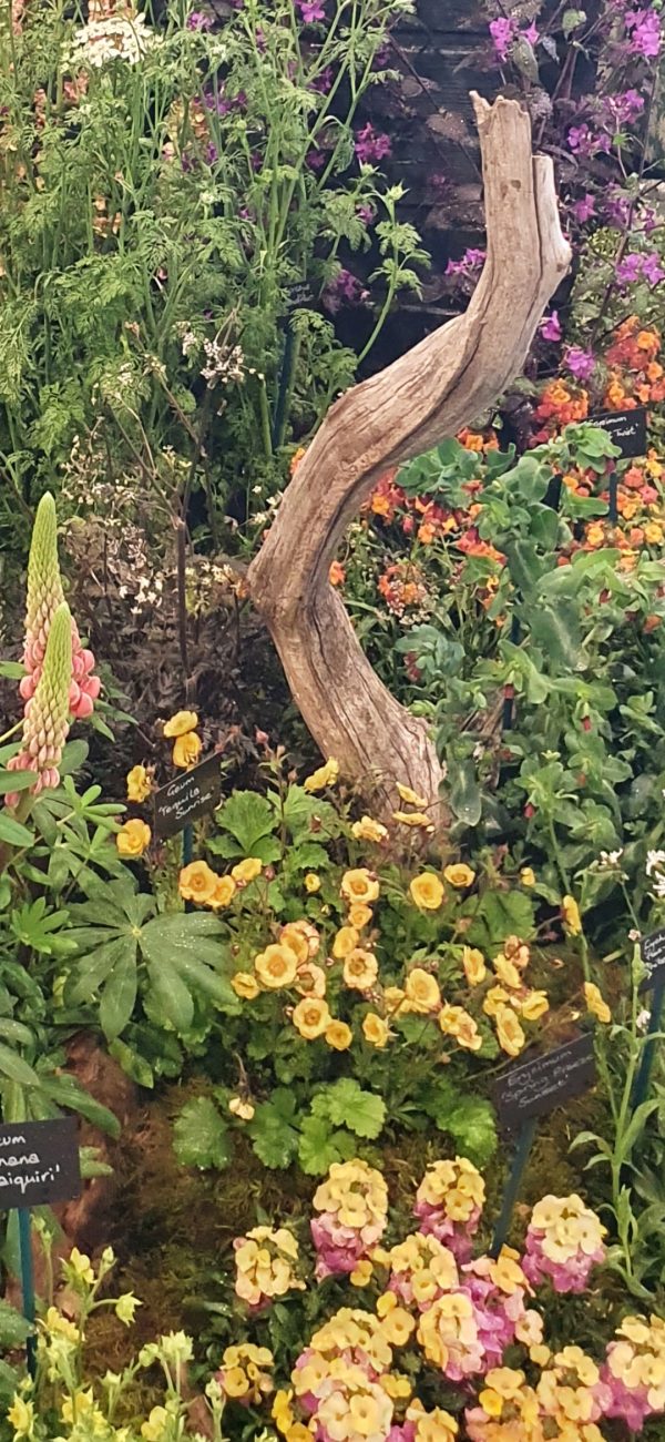 Geum 'Tequila Sunrise' Geum 'Tequila Sunrise'