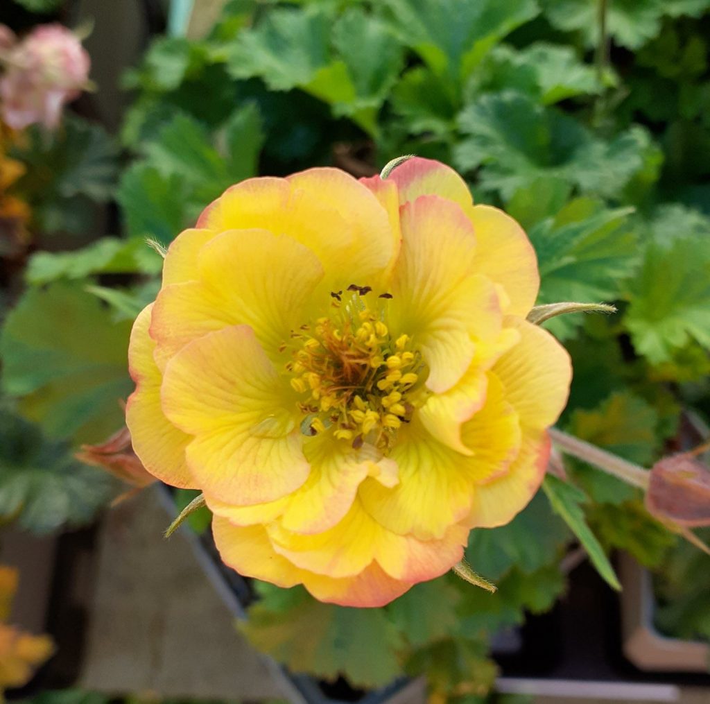 Geum 'Tequila Sunrise' (Cocktail Series) Proctors Nursery