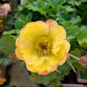 Geum 'Tequila Sunrise' (Cocktail Series)
