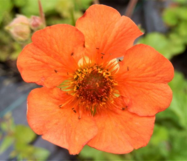 Geum Totally Tangerine2 WEB Geum 'Totally Tangerine'