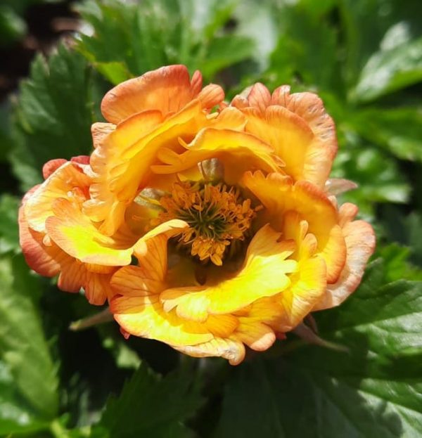 Geum ‘Nonna’ Geum 'Nonna'