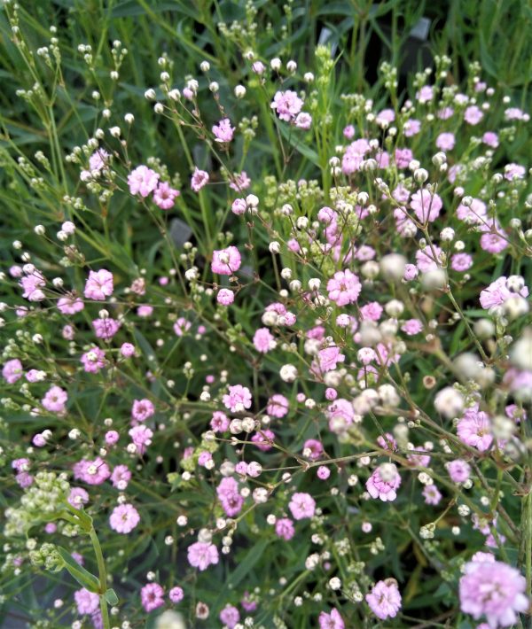 Gypsophila paniculata 'Festival Pink Lady' | Proctors Nursery