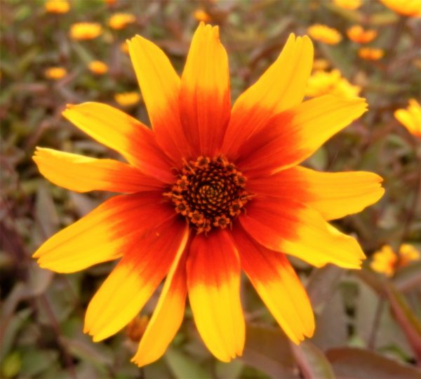 Heliopsis helianthoides var. scabra Burning Hearts2 WEB