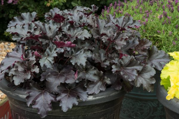 Heuchera Black Pearl