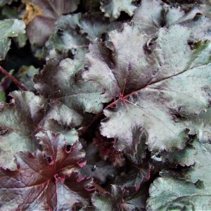 Heuchera 'Black Pearl'