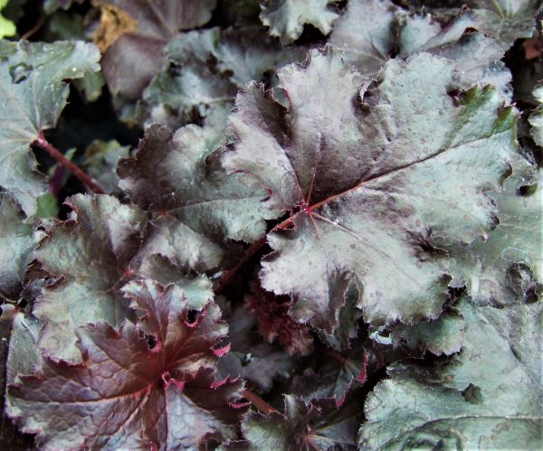 Heuchera 'Black Pearl'
