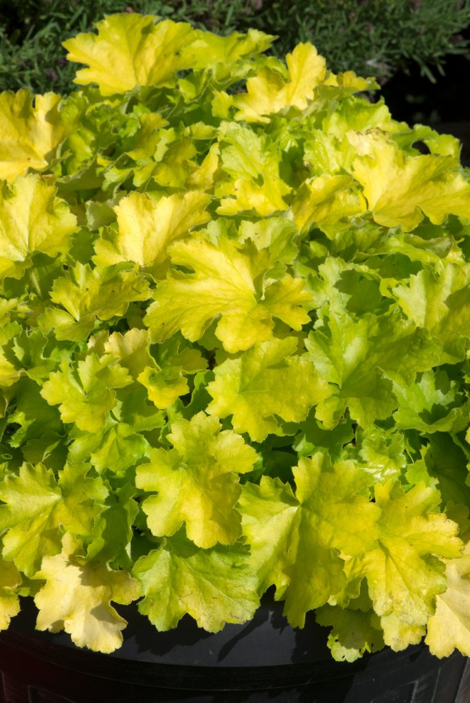 Heuchera 'Lemon Love' Well Established Heuchera Proctors Nursery