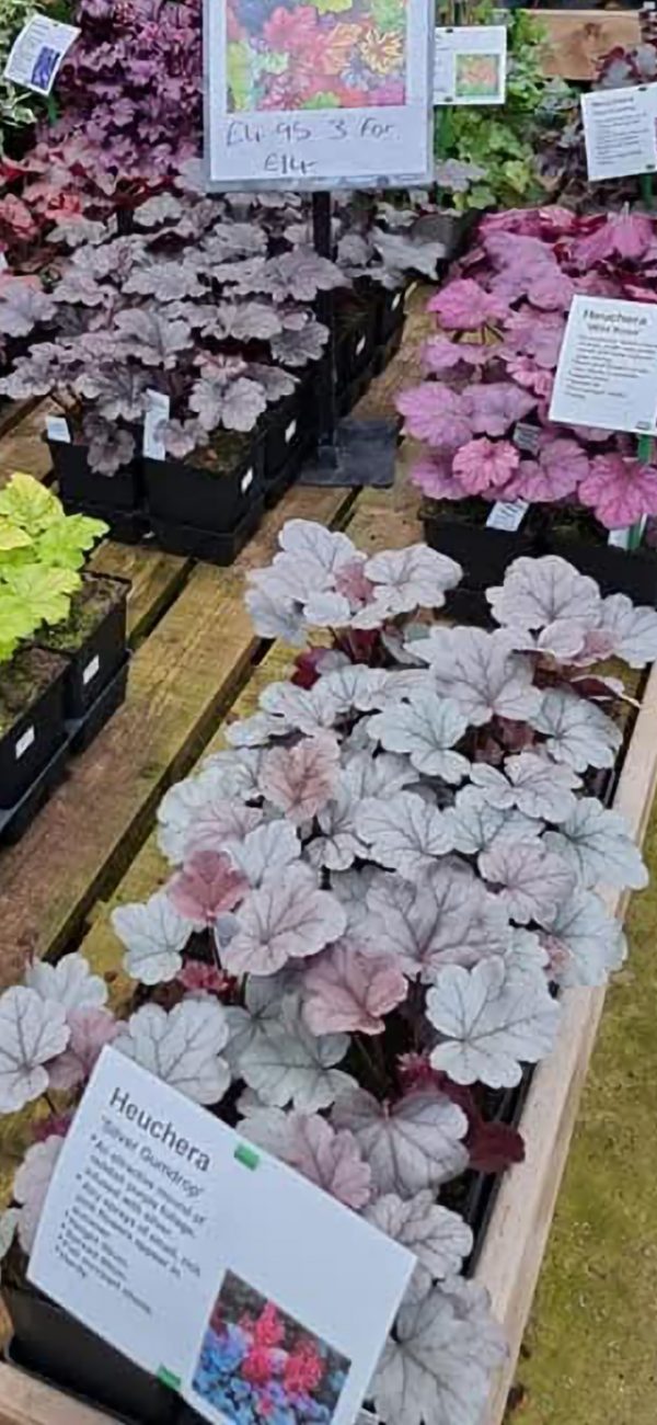 Heuchera 'Silver Gumdrop'