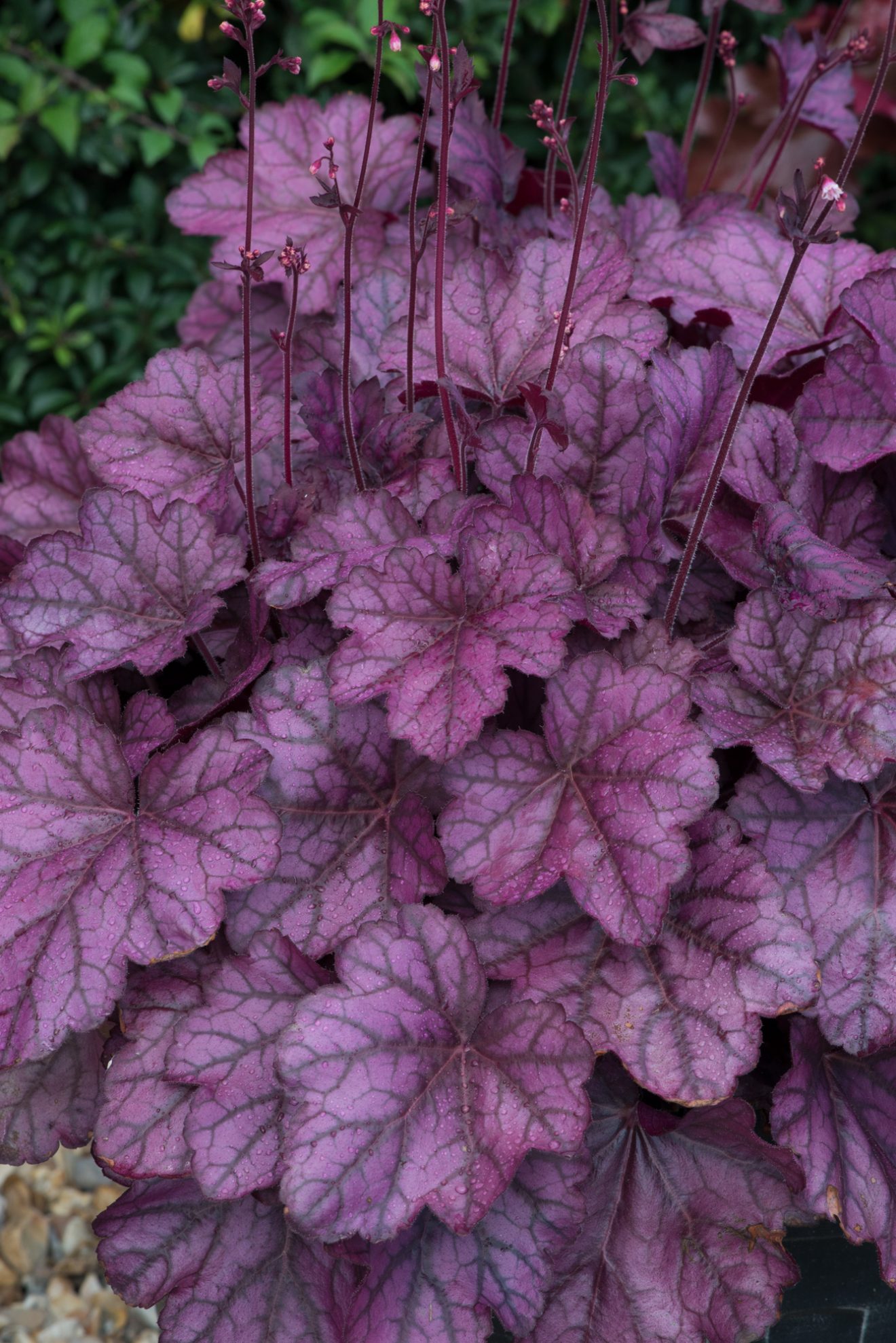 Heuchera 'Wild Rose' Well Established Heuchera Proctors Nursery