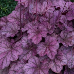 Heuchera 'Wild Rose'