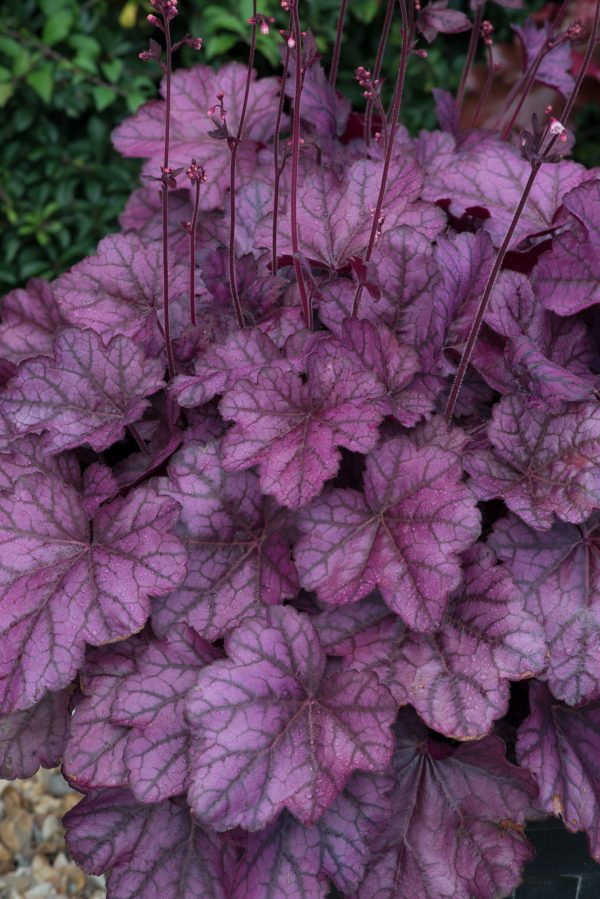 Heuchera 'Wild Rose'