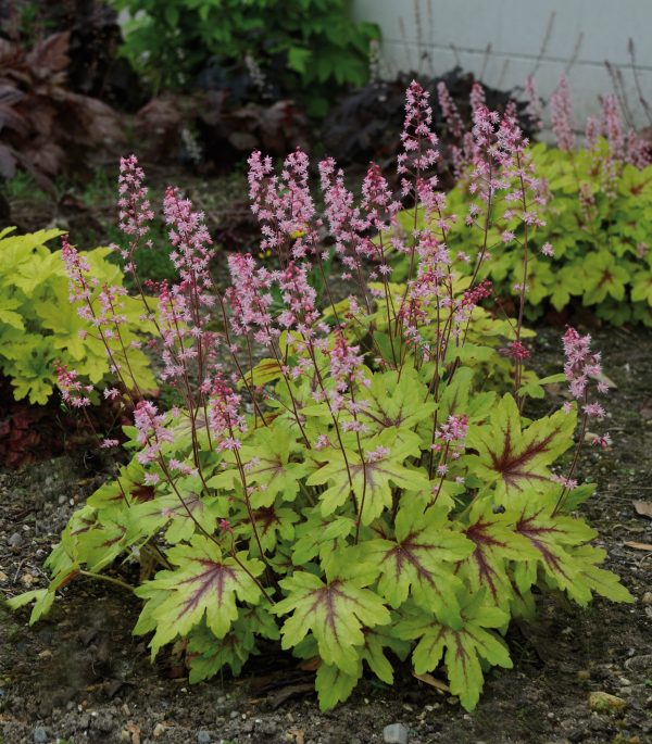 Heucherella Eye Spy