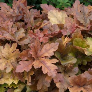 Heucherella 'Hopscotch'